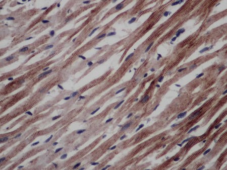 CD297 Polyclonal Antibody Store at -20°C