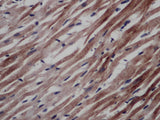 CD297 Polyclonal Antibody Store at -20°C