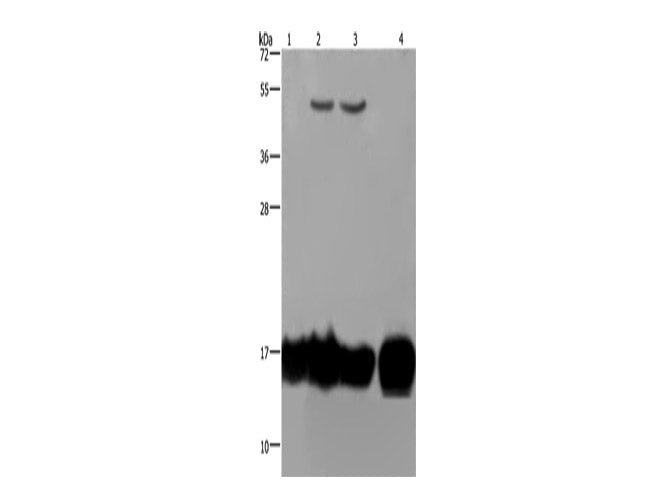 IL17C Polyclonal Antibody Store at -20°C