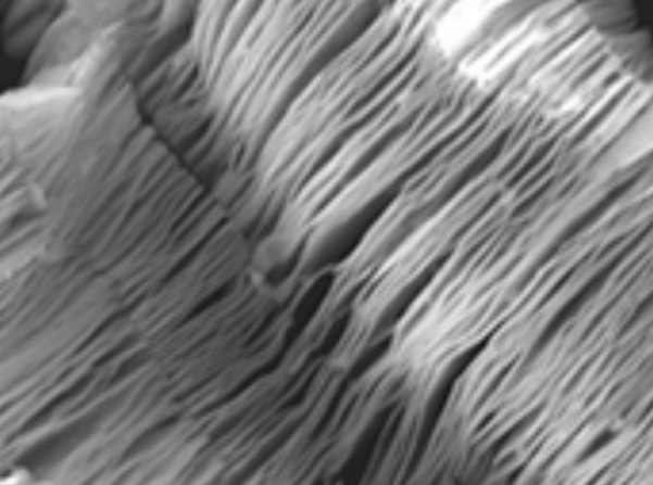 MSE PRO Niobium Carbide (Nb<sub>2</sub>CT<sub>x</sub>) MXene Multilayer Nanoflakes, Chemicals and Compounds, MSE Supplies LLC, MSE Supplies