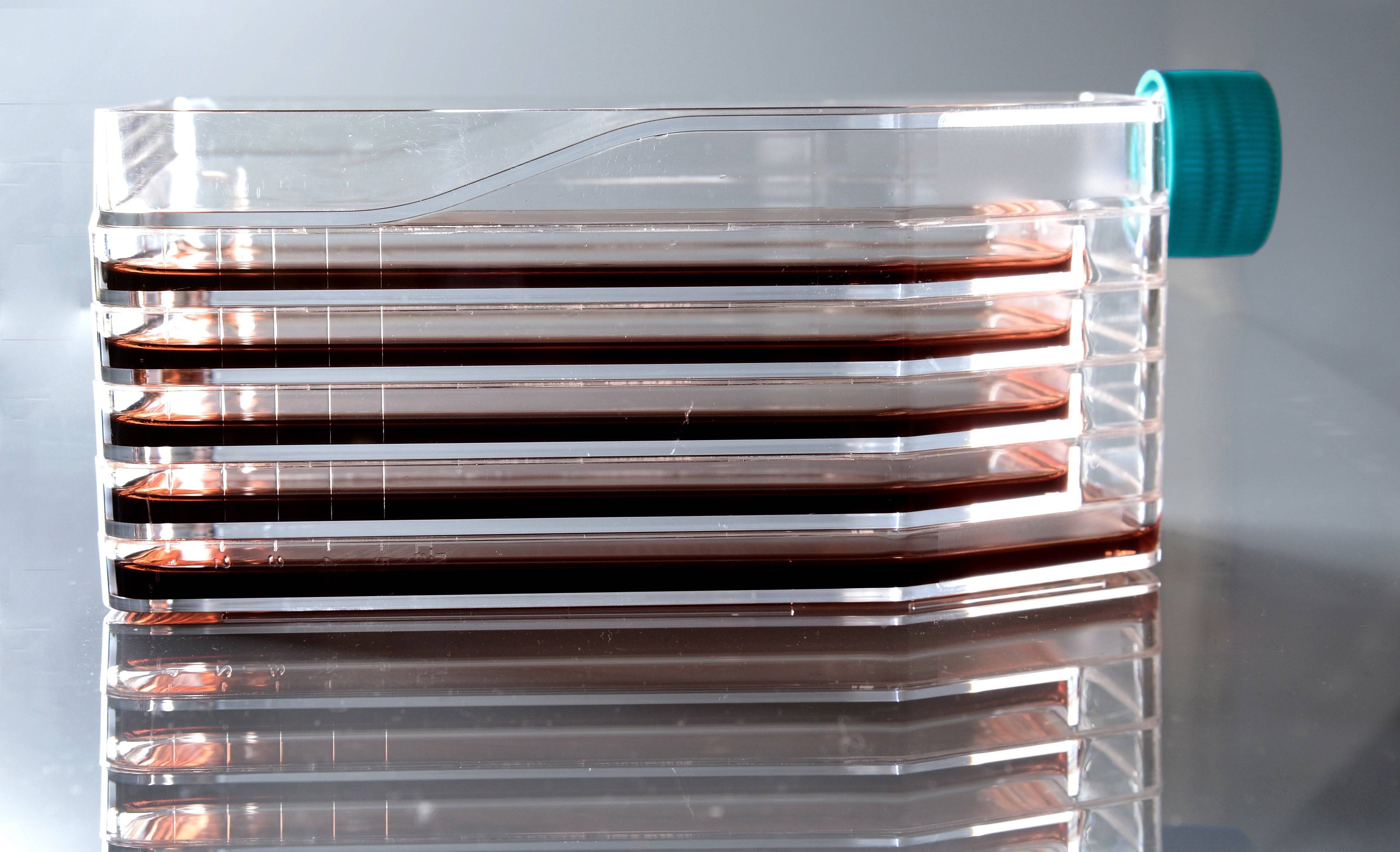 NEST 5-layer Cell Culture Flasks, Straight Neck, TC, Sterile, Cell Culture, NEST Scientific, MSE Supplies